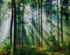 Sunlight pierces through the forest-ForestA0009