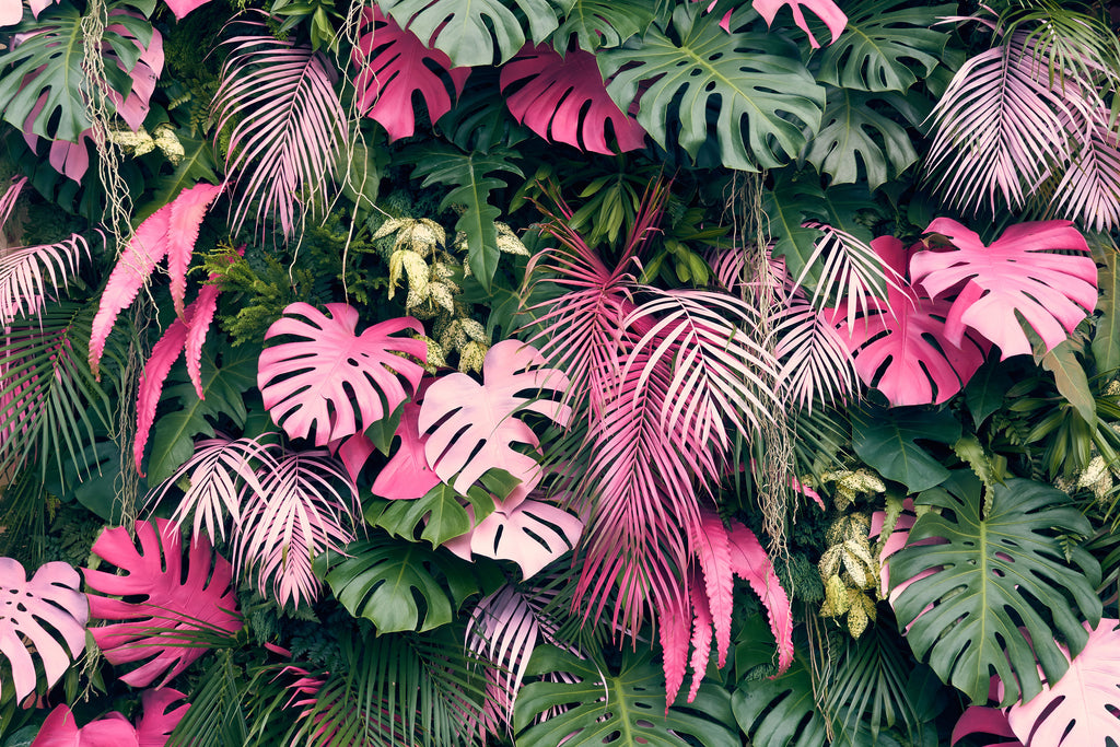 Tropical plants-P0999